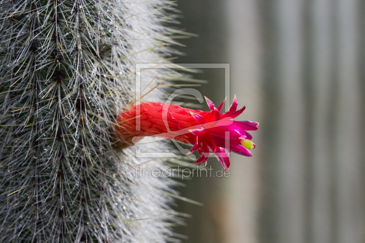 Bild-Nr.: 11270994 Kleine Blüte erstellt von Tex