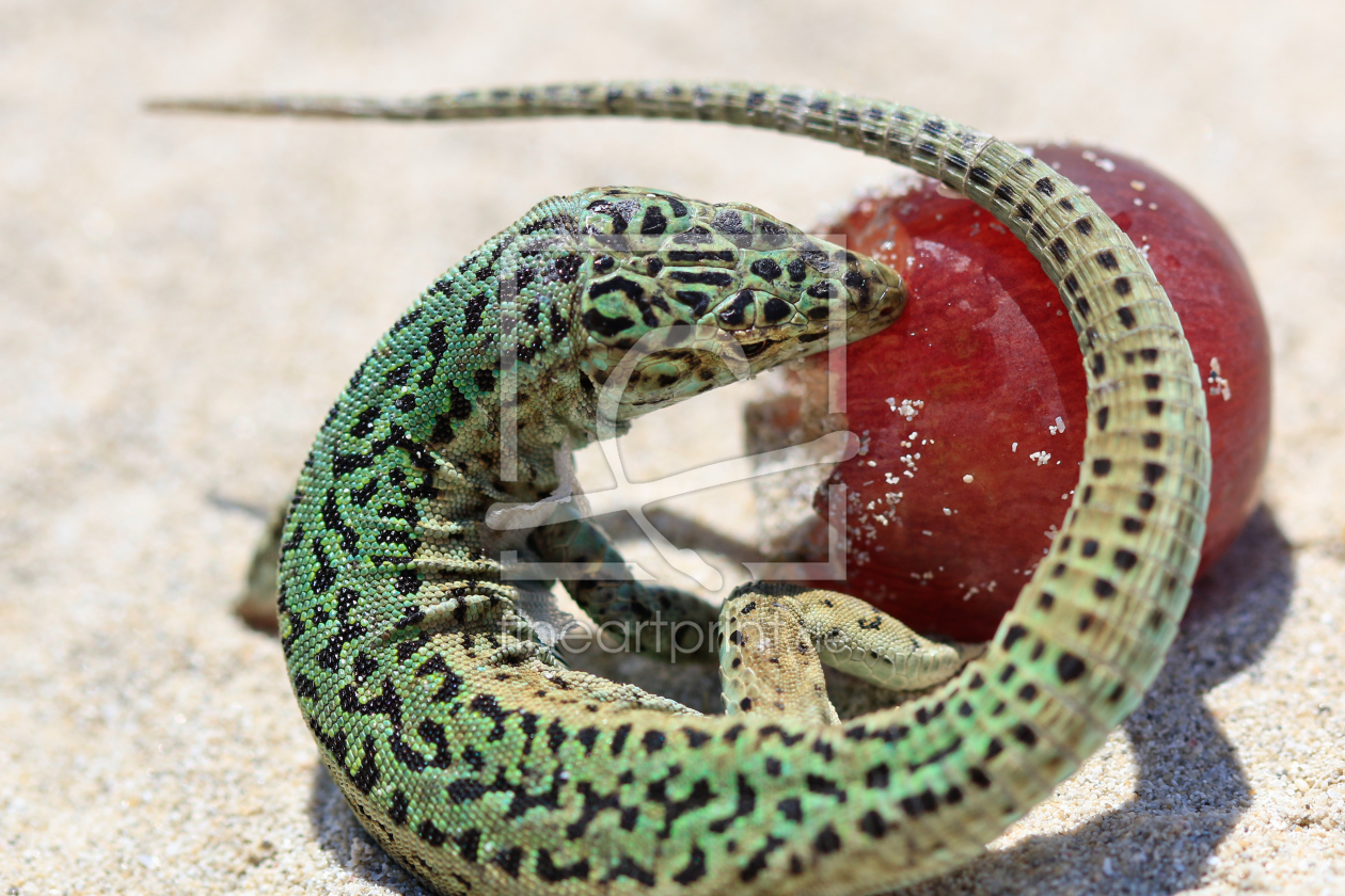 Bild-Nr.: 11272026 Formentera Symbol erstellt von nicoleblick