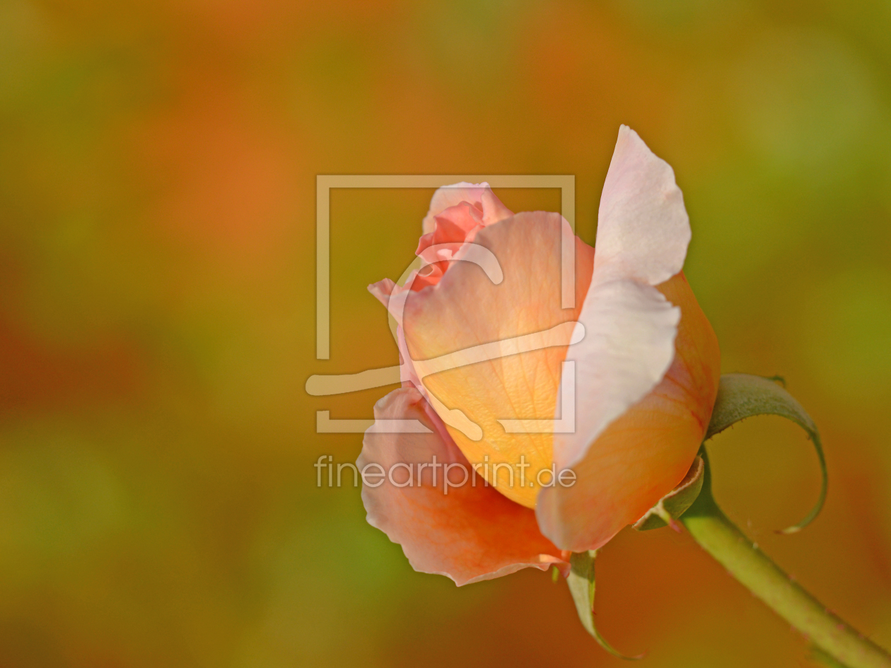 Bild-Nr.: 11272042 Rose so schön erstellt von Ostfriese