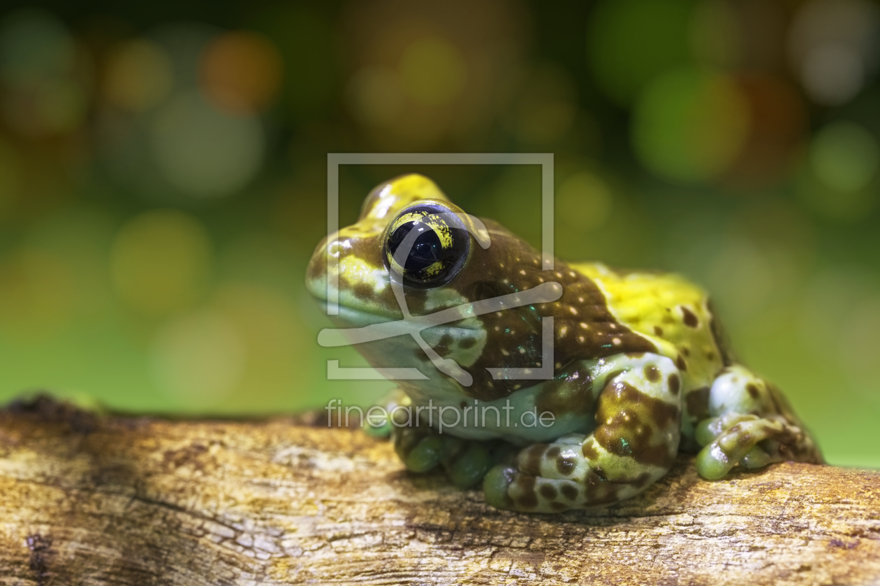 Bild-Nr.: 11272364 Froschn erstellt von 