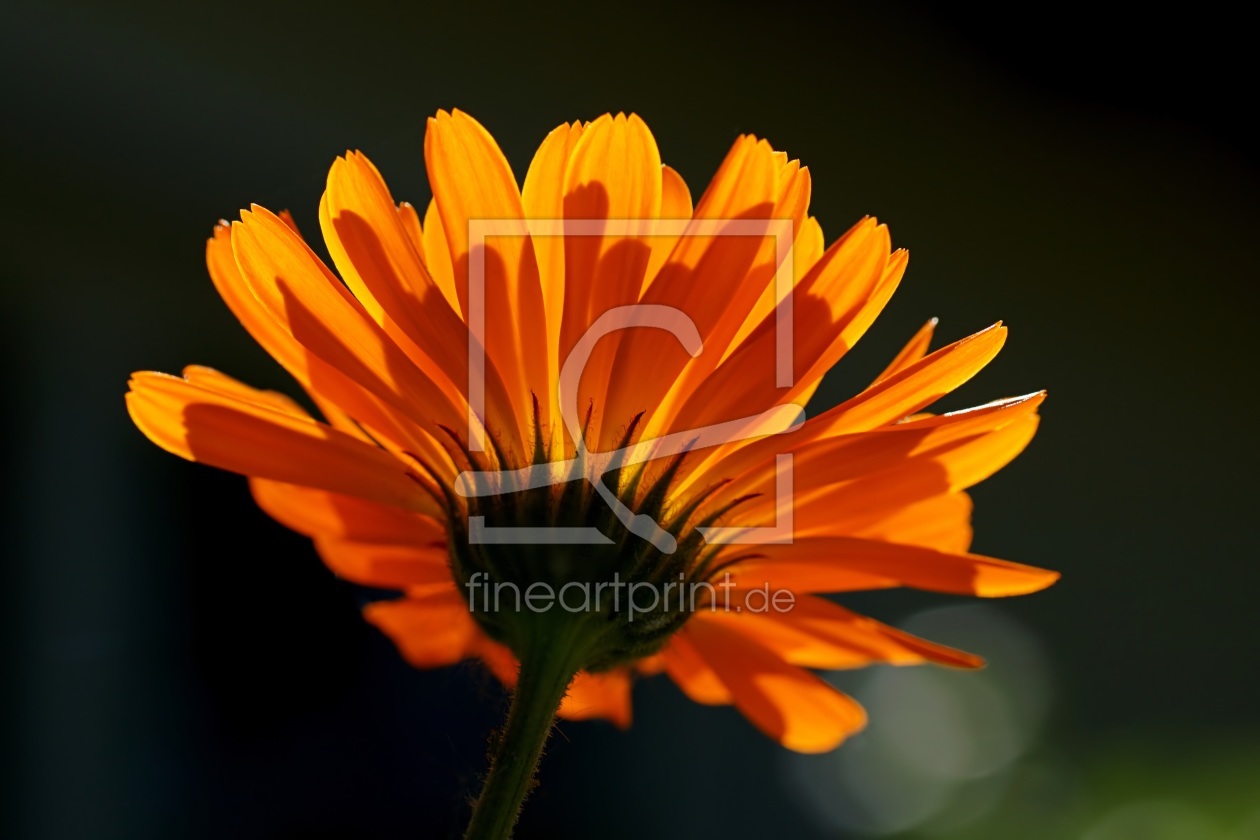 Bild-Nr.: 11272752 Calendula erstellt von youhaveadream