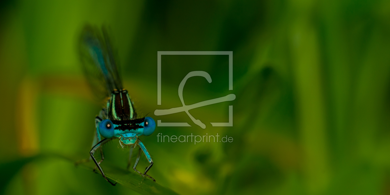 Bild-Nr.: 11272860 Hufeisen-Azurjungfer - Coenagrion puella erstellt von Richard-Young