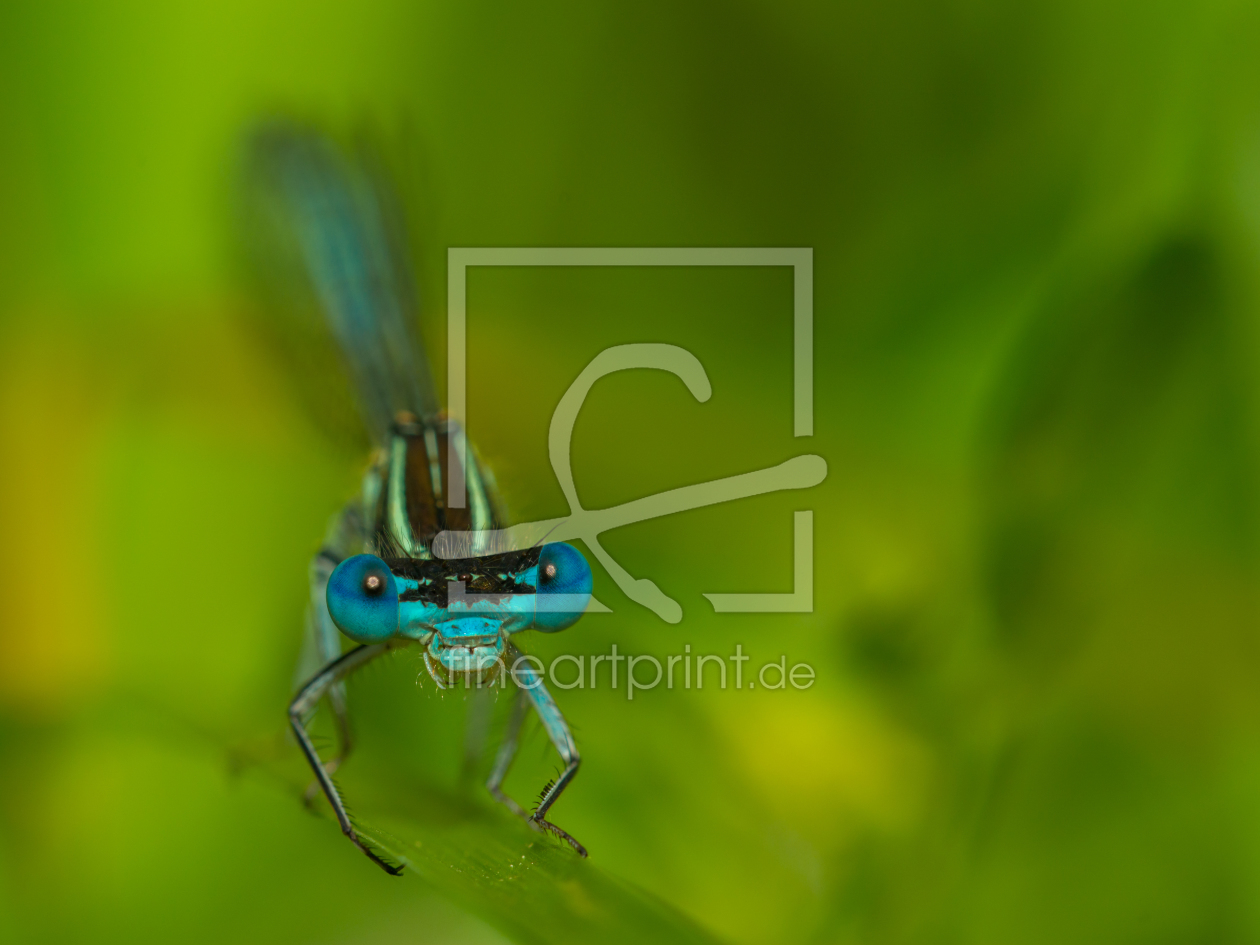 Bild-Nr.: 11273414 Hufeisen-Azurjungfer - Coenagrion puella erstellt von Richard-Young