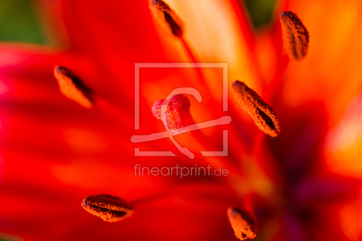 Bild-Nr.: 11273768 Blütenstand rote Lilie 6 erstellt von Erhard Hess