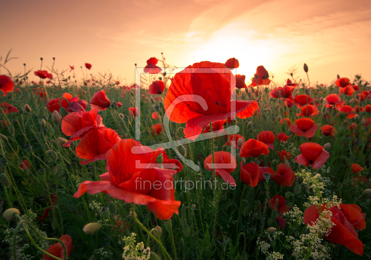 Bild-Nr.: 11274872 Mohn Zeit erstellt von Steffen Gierok