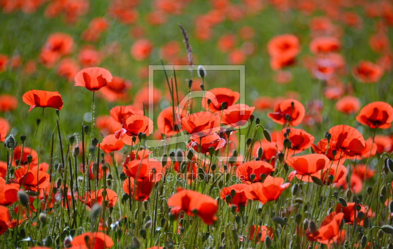Bild-Nr.: 11275248 Lust auf Sommer erstellt von GUGIGEI