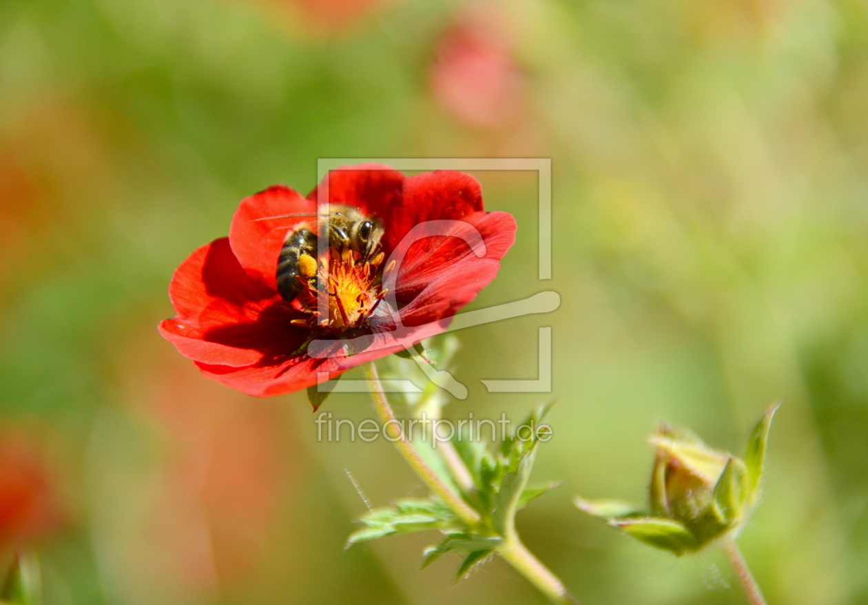 Bild-Nr.: 11275262 Ein Bienchen erstellt von GUGIGEI