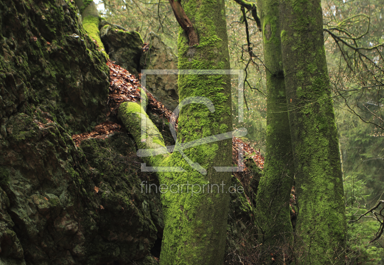 Bild-Nr.: 11275600 Baum am Fels erstellt von PfallerA