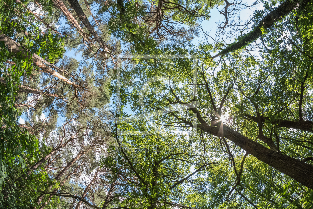 Bild-Nr.: 11275928 Blick aus dem Wald erstellt von Stabakt