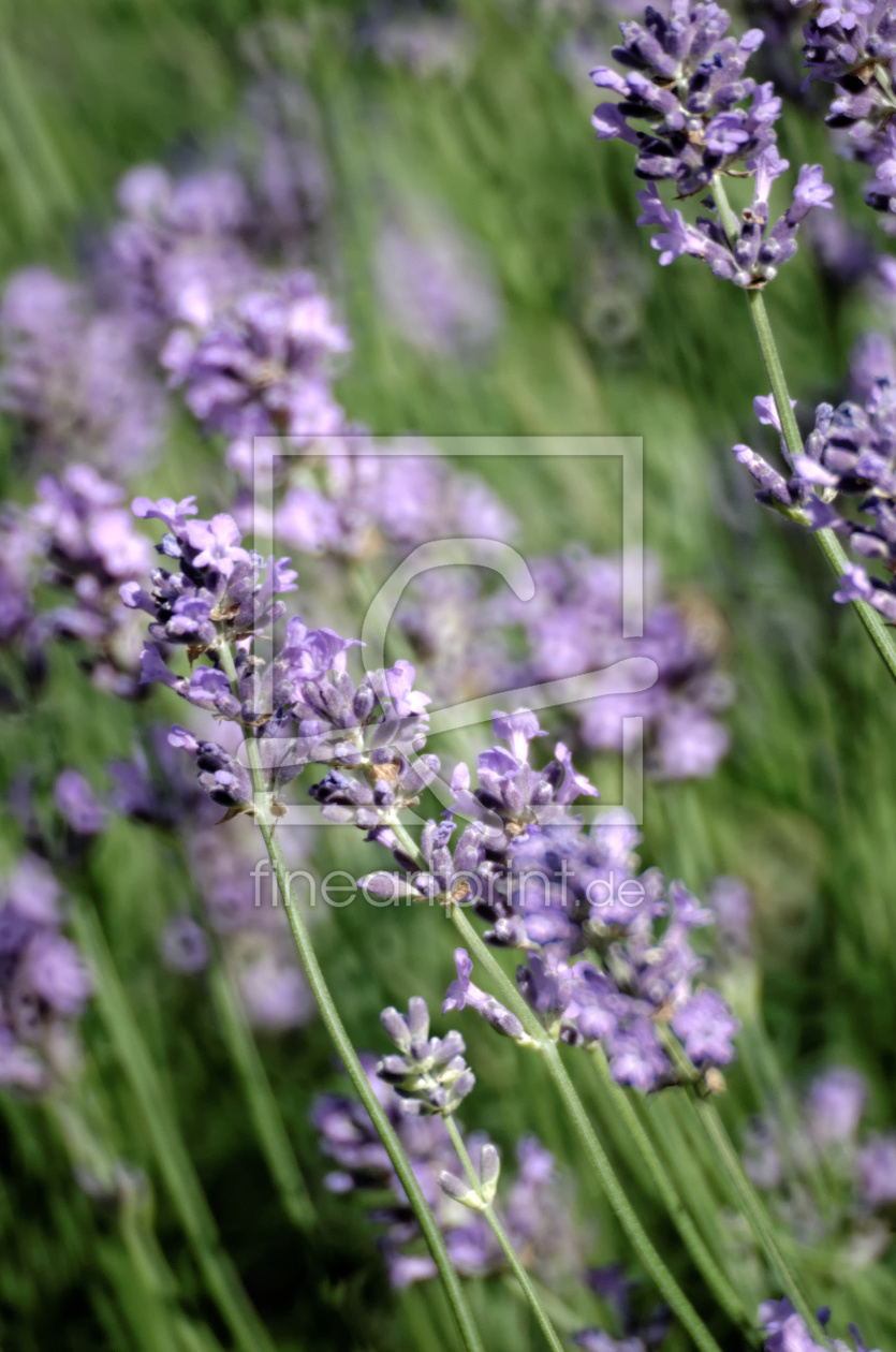 Bild-Nr.: 11276016 Lavendel II erstellt von Rolf Eschbach