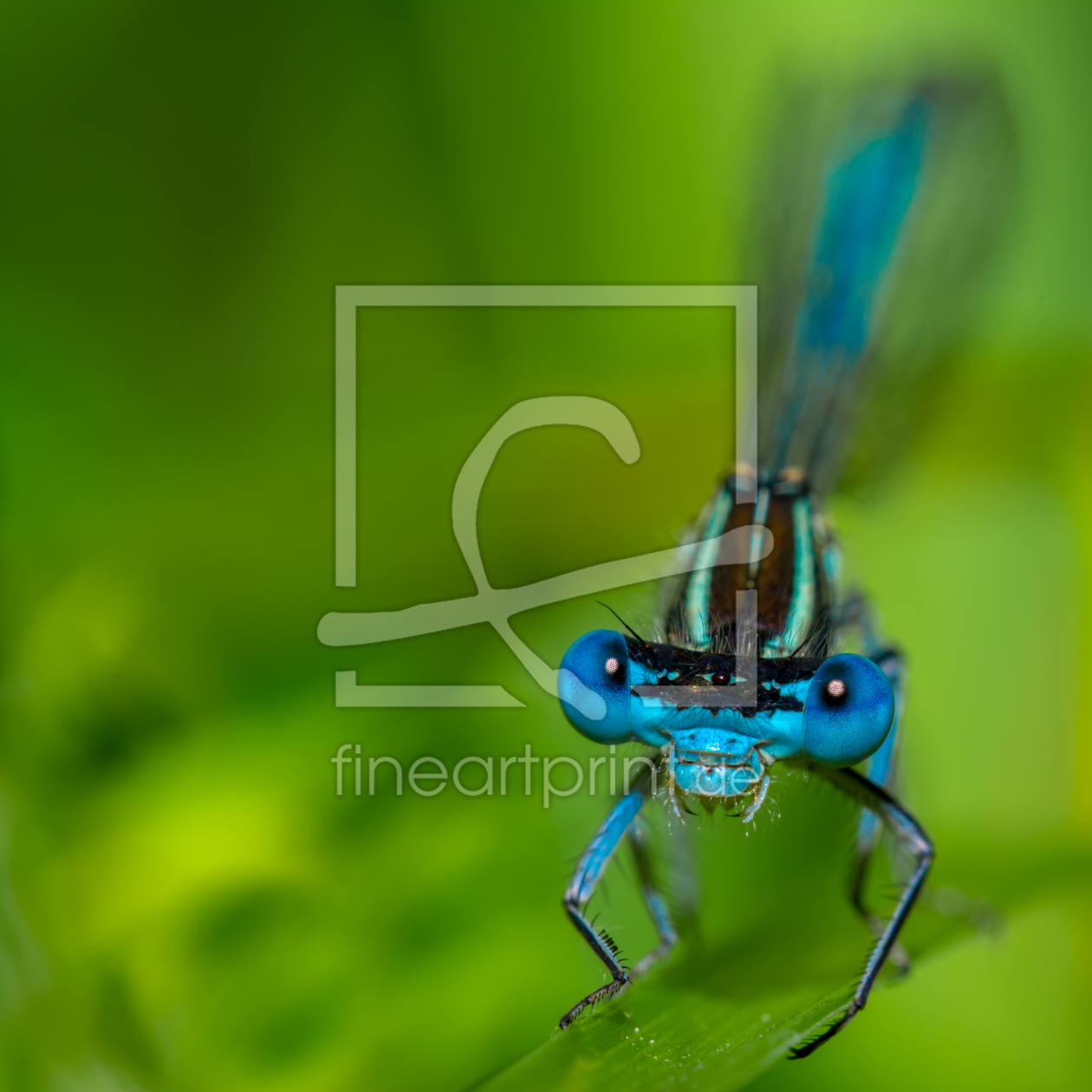 Bild-Nr.: 11276128 Hufeisen-Azurjungfer - Coenagrion puella erstellt von Richard-Young