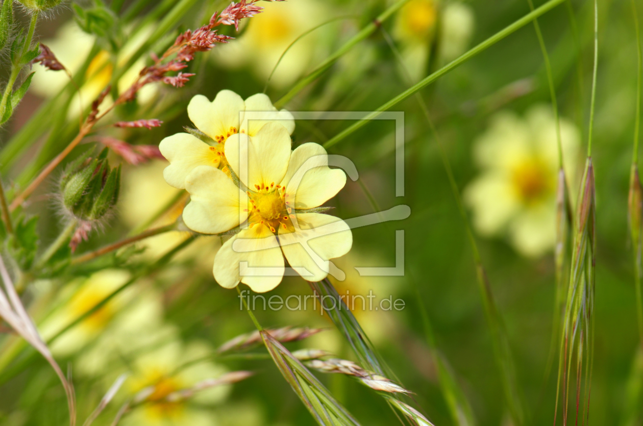 Bild-Nr.: 11276590 Wildblumen erstellt von Atteloi