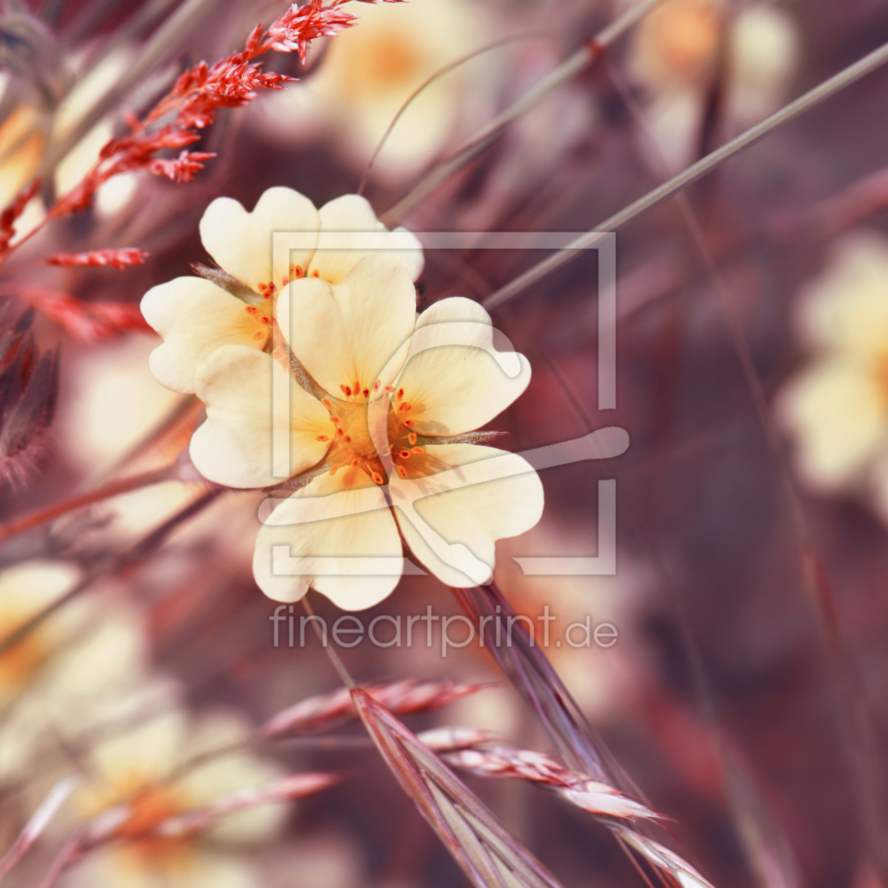 Bild-Nr.: 11276644 Wildblumen erstellt von Atteloi