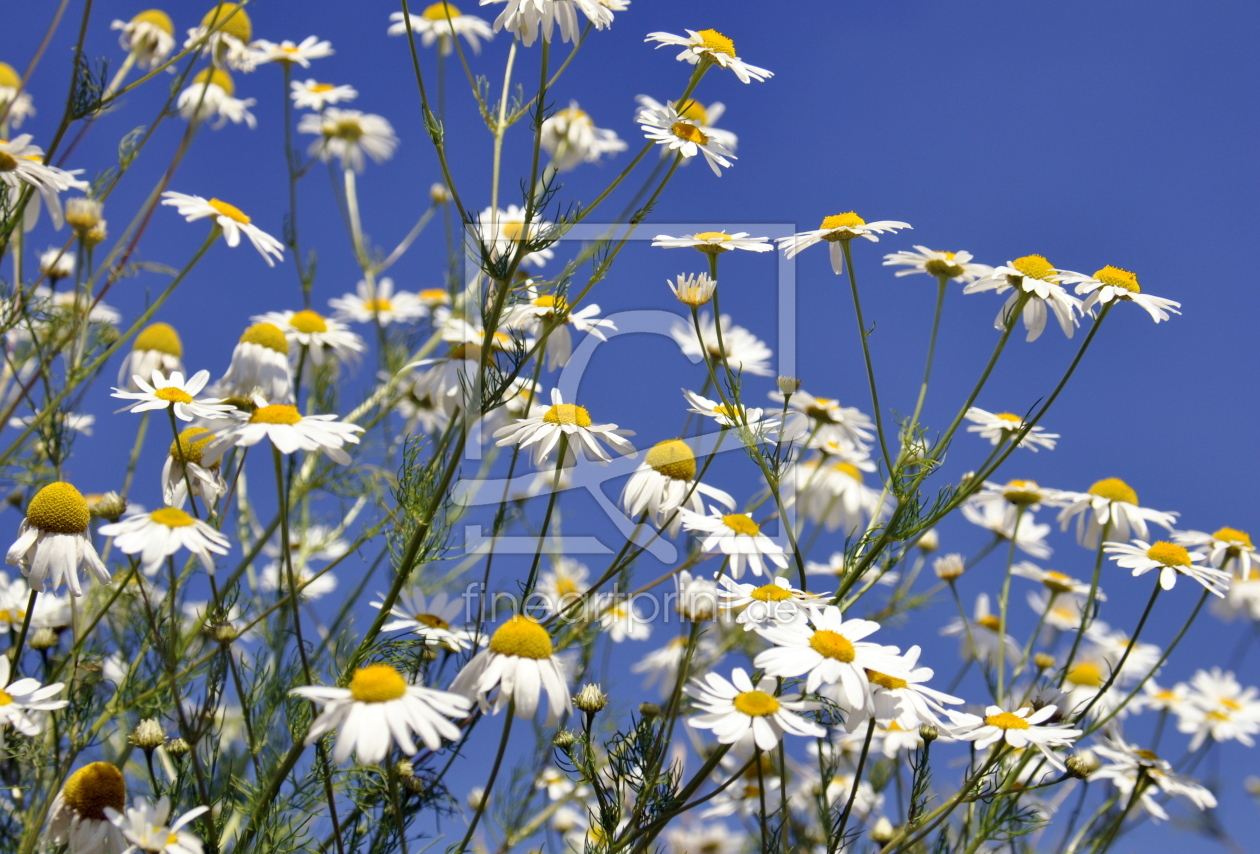 Bild-Nr.: 11276938 summerfeeling erstellt von GUGIGEI