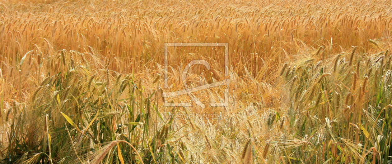 Bild-Nr.: 11277588 Kornfeld erstellt von Amazone54
