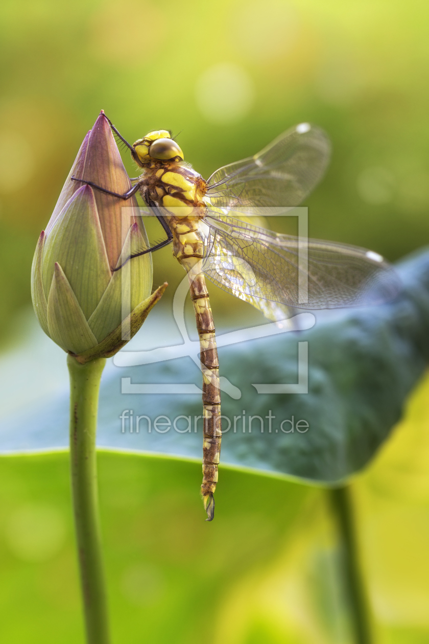 Bild-Nr.: 11281968 Daydream Dragonfly erstellt von Thomas Herzog