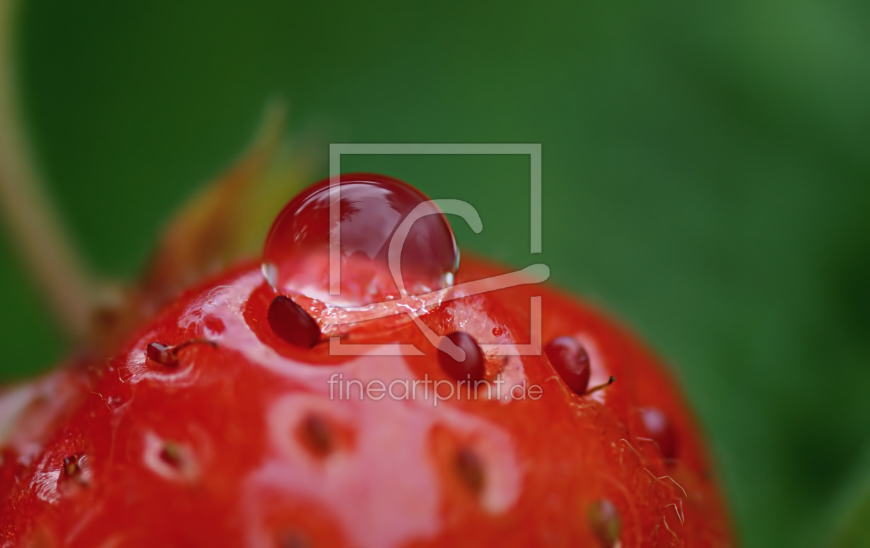 Bild-Nr.: 11282046 Fresh strawberry erstellt von youhaveadream