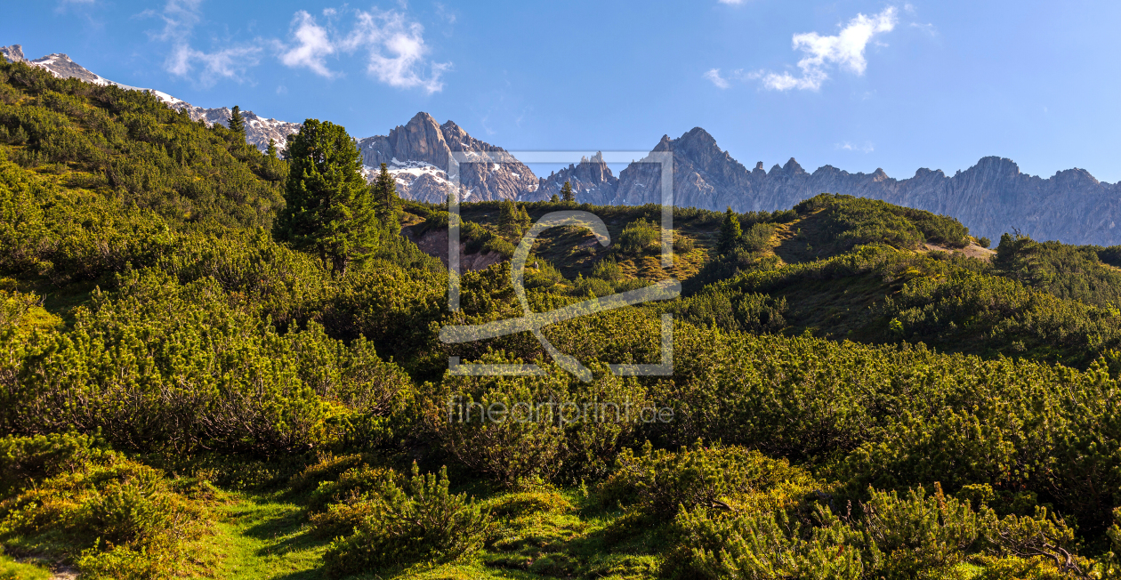 Bild-Nr.: 11283336 Latschenfeld im Lechtal. erstellt von wompus