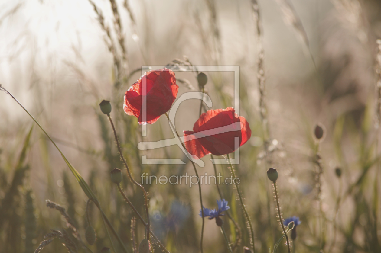 Bild-Nr.: 11285702 Mohnblüten im Gegenlicht erstellt von Tanja Riedel