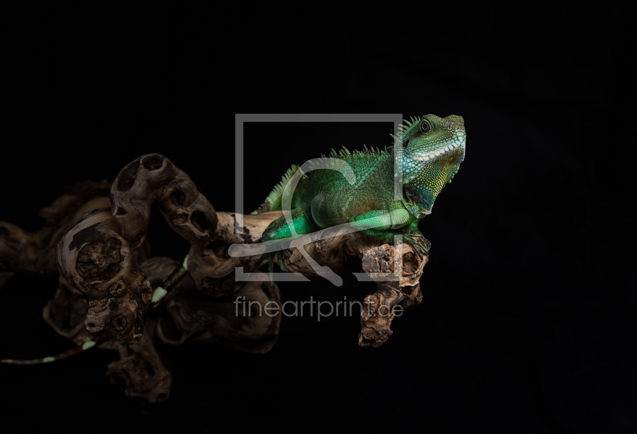 Bild-Nr.: 11286264 Kleiner grüner Drache Bild-Nr.: 11286264 Kleiner grüner Drache erstellt von Thomatorius