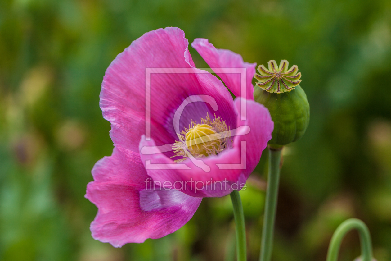 Bild-Nr.: 11287070 Pink Mohn erstellt von Hans Will
