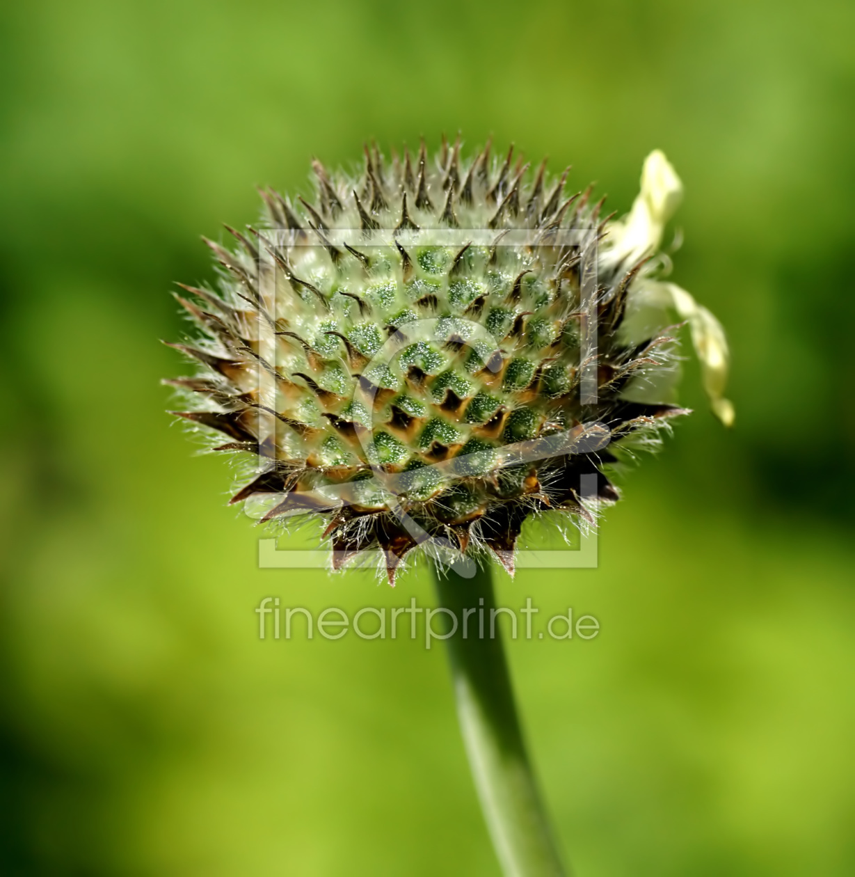 Bild-Nr.: 11287654 Dipsacus fullonum erstellt von youhaveadream