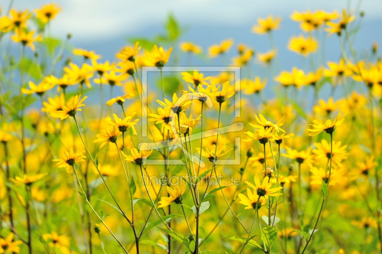 Bild-Nr.: 11288030 Wiesenblumen erstellt von KundenNr-160338