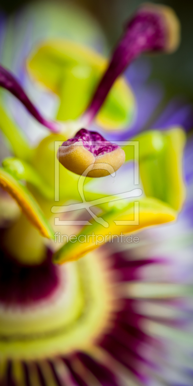 Bild-Nr.: 11288410 Passiflora erstellt von Richard-Young