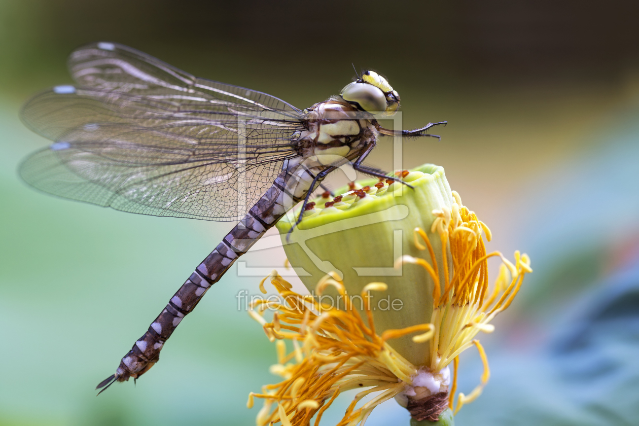 Bild-Nr.: 11290100 Libelle erstellt von Thomas Herzog