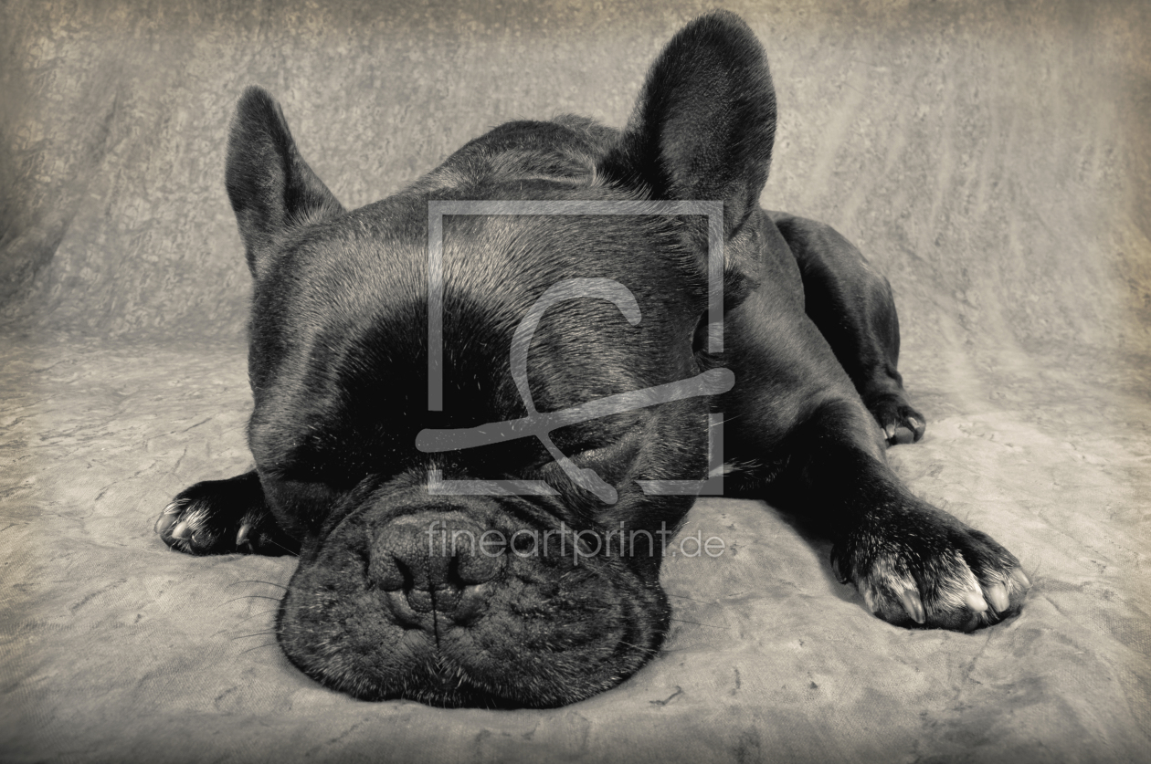Bild-Nr.: 11290872 Schlafende Französische Bulldogge erstellt von querfoto