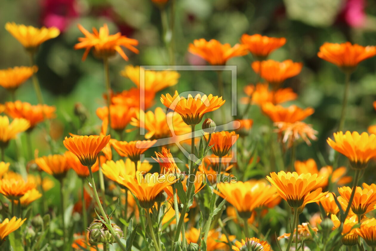 Bild-Nr.: 11291862 Ringelblumenwiese erstellt von Heike  Hultsch