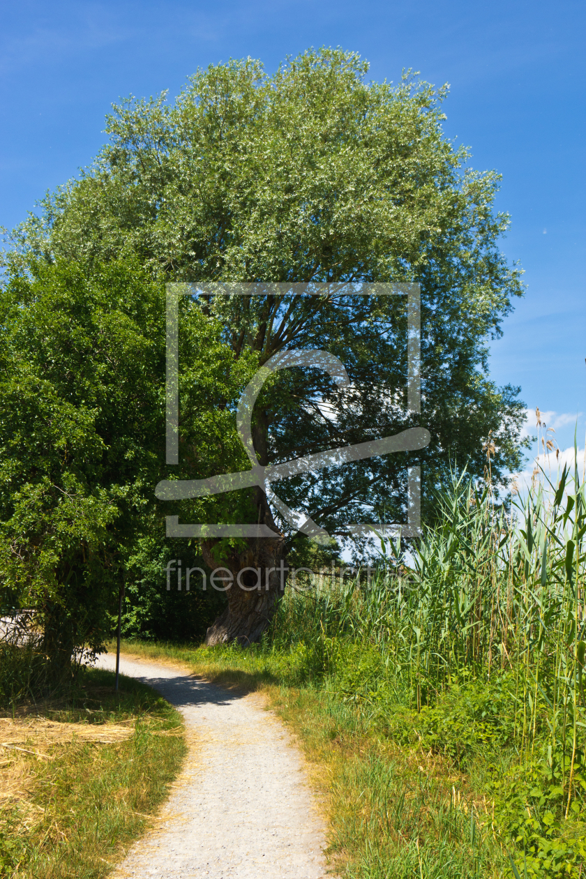 Bild-Nr.: 11291878 Wanderweg auf der Insel Reichenau  erstellt von Anja Schäfer