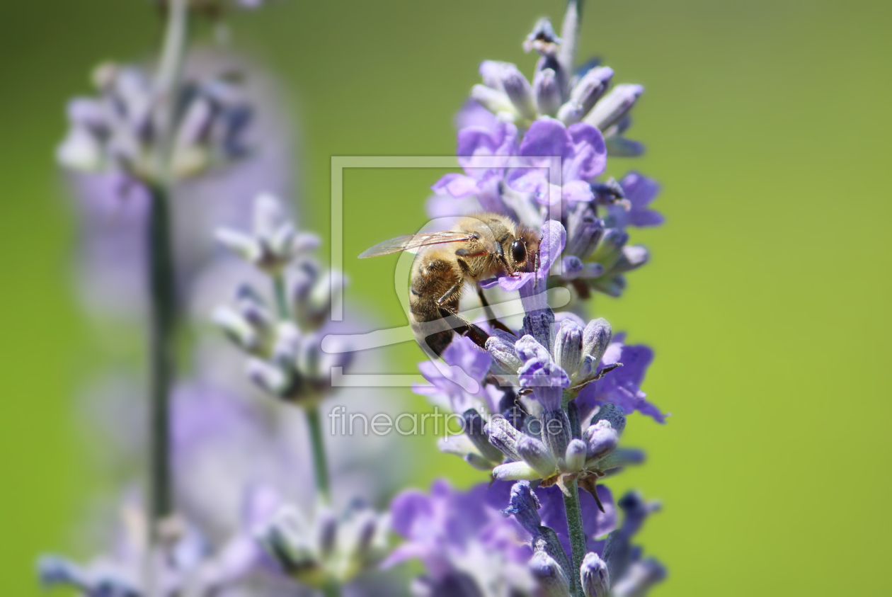 Bild-Nr.: 11292020 Sommerimpressionen erstellt von Heike  Hultsch