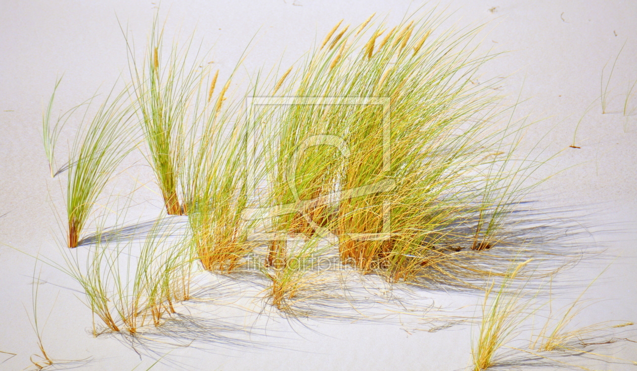 Bild-Nr.: 11292196 Gräser im Wind erstellt von GUGIGEI