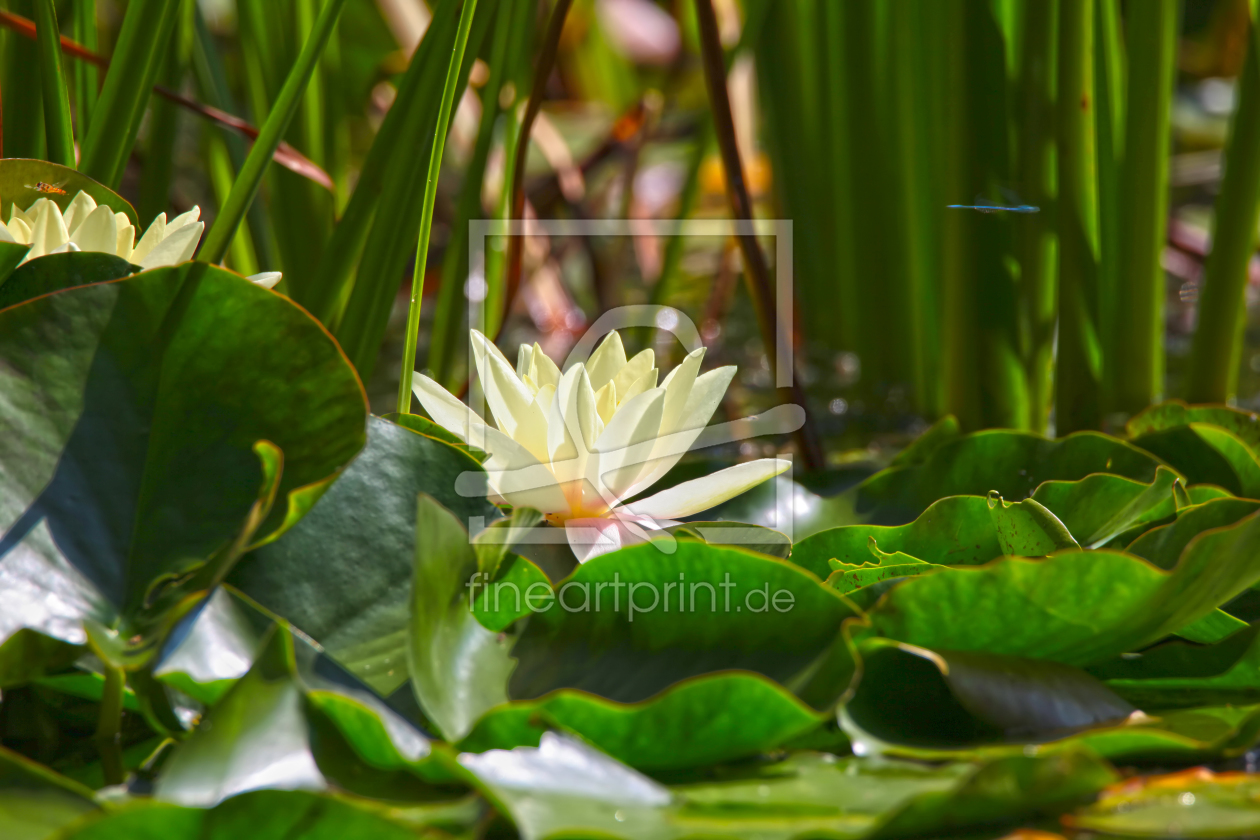 Bild-Nr.: 11292568 Teichrose erstellt von FotoDeHRO