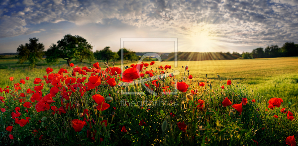 Bild-Nr.: 11292986 Mohn im Abendlicht erstellt von Michael und Elisabeth Rucker