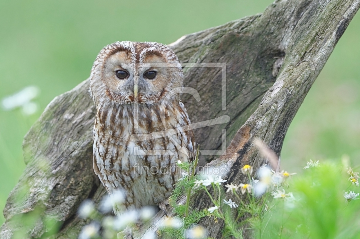 Bild-Nr.: 11293948 Waldkauz erstellt von Taunusbilder