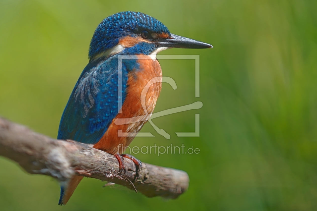 Bild-Nr.: 11293952 Eisvogel erstellt von Taunusbilder