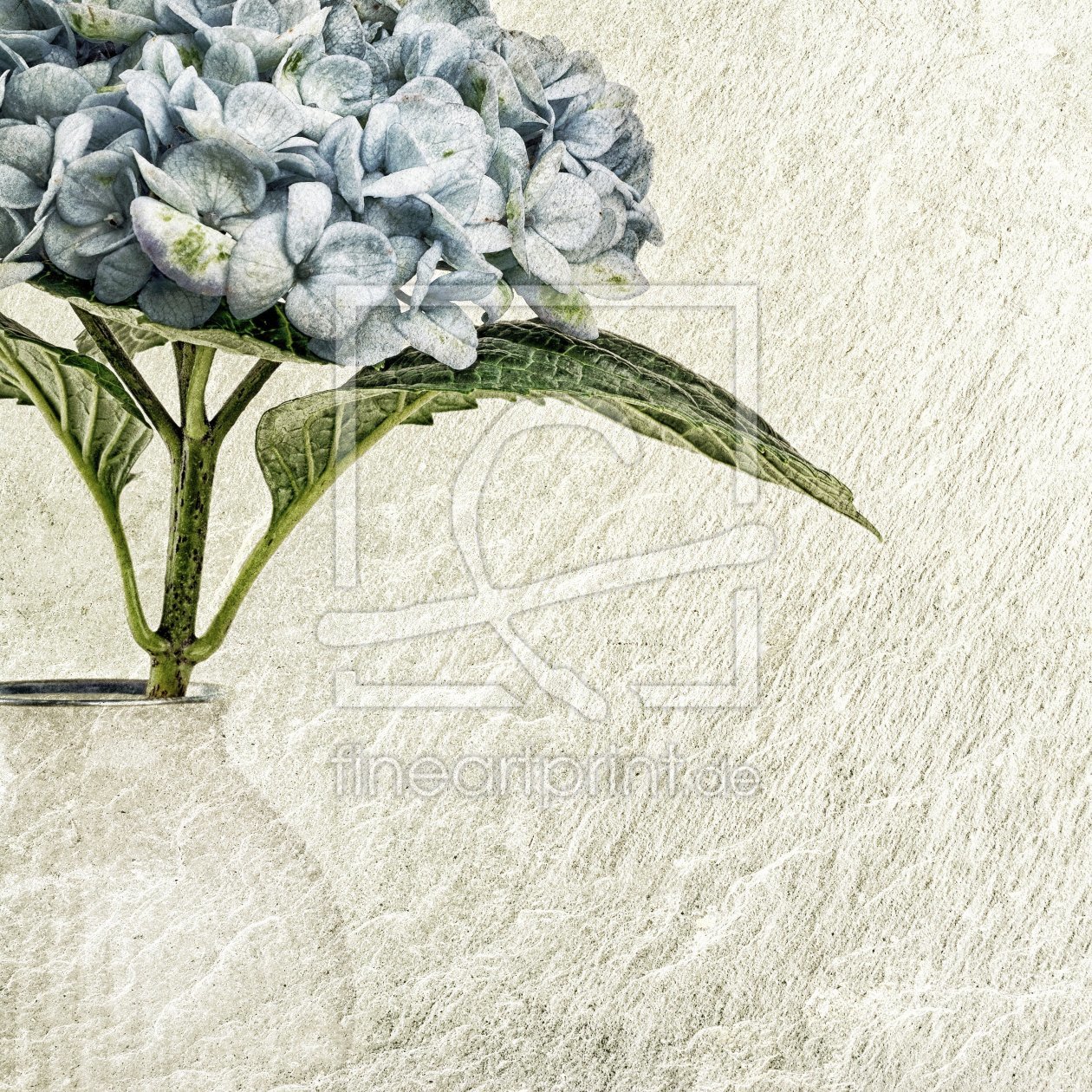 Bild-Nr.: 11294558 hortensia Bild-Nr.: 11294558 hortensia erstellt von Rolf Eschbach