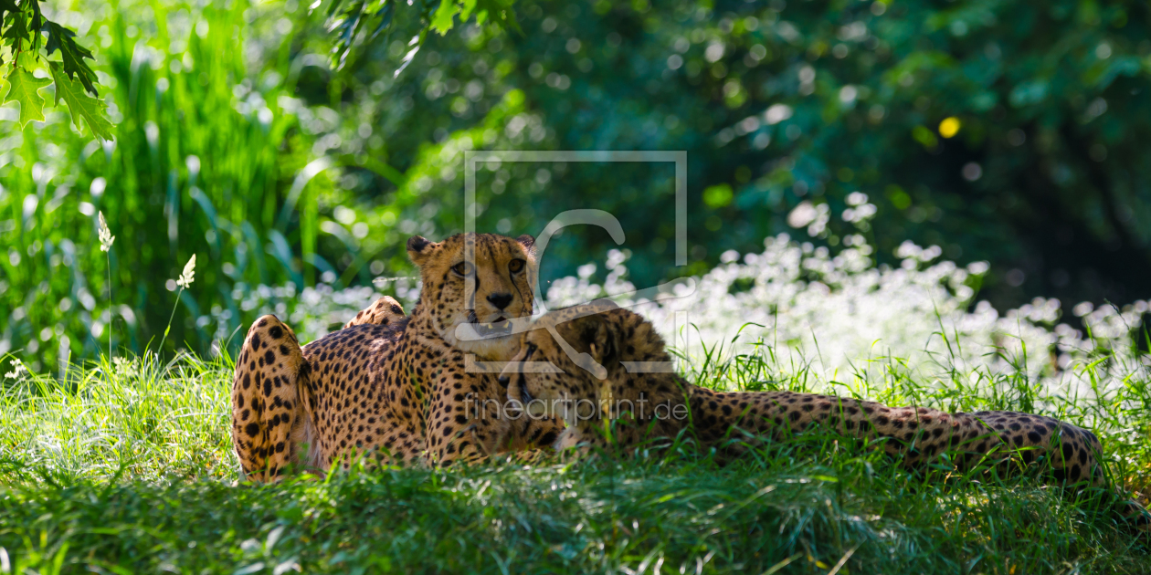 Bild-Nr.: 11294682 Gepard -  Acinonyx jubatus  erstellt von Richard-Young