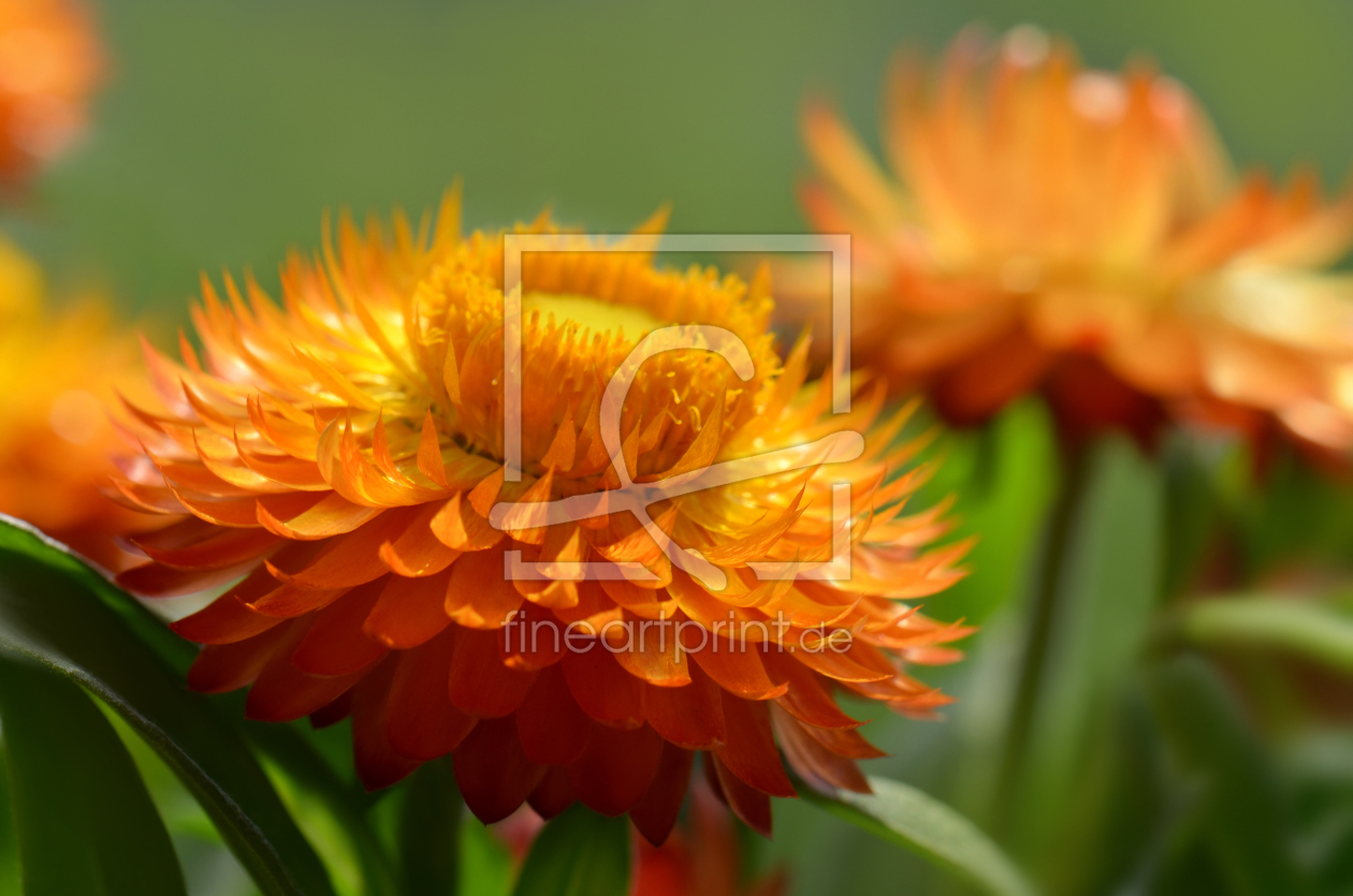 Bild-Nr.: 11296084 Strohblumen erstellt von Atteloi