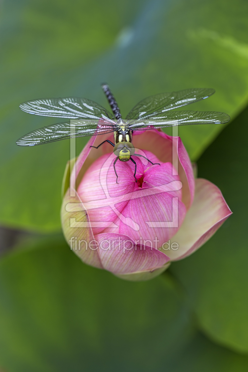 Bild-Nr.: 11296360 Libelle und Lotos erstellt von Thomas Herzog