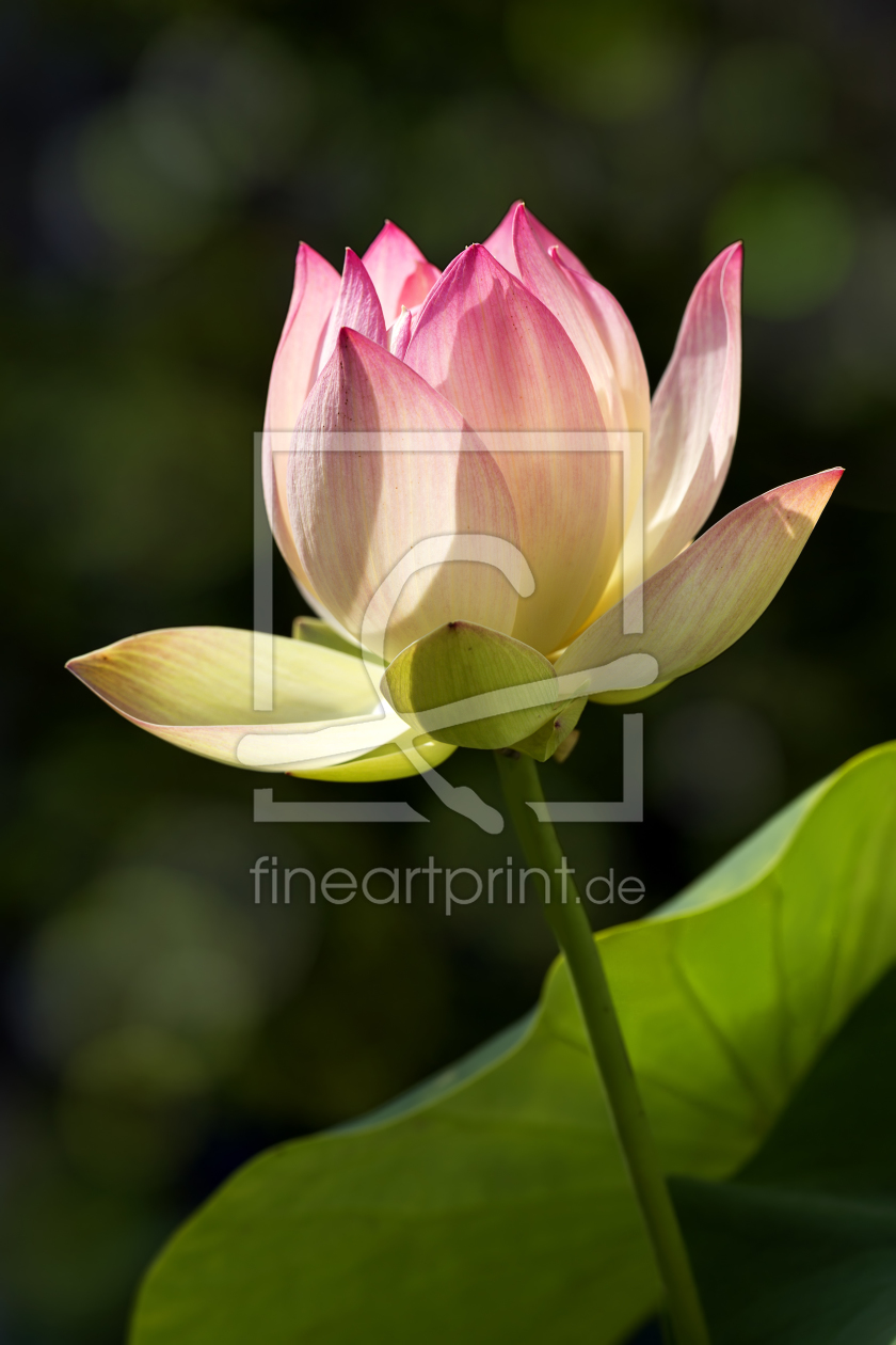 Bild-Nr.: 11296970 Nelumbo Green Maiden erstellt von Thomas Herzog