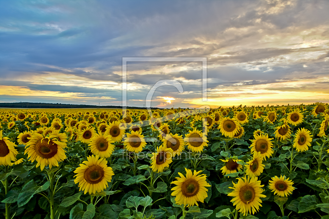 Bild-Nr.: 11297052 Sonnenblumenfeld erstellt von Bjpum