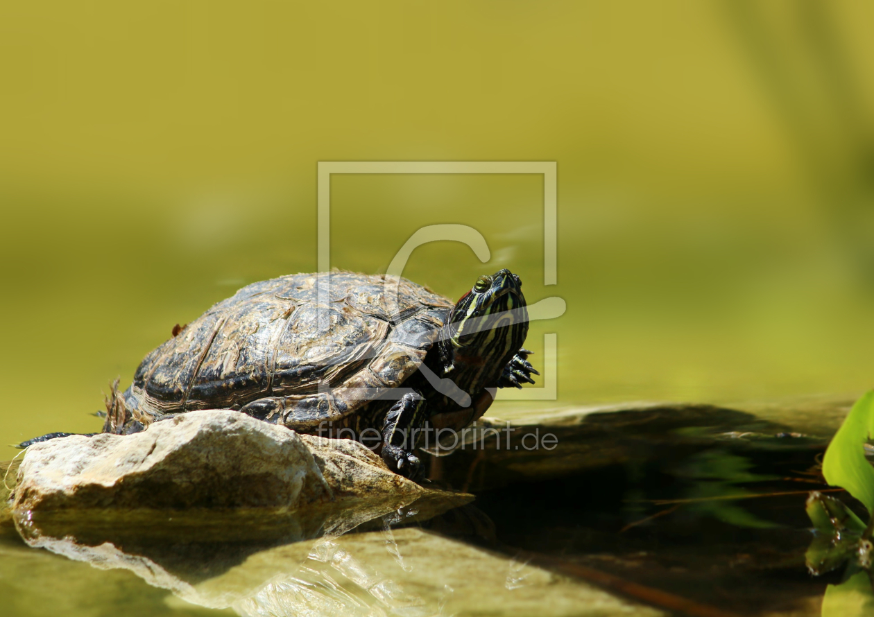 Bild-Nr.: 11297186 Schildkröte erstellt von Heike Hultsch