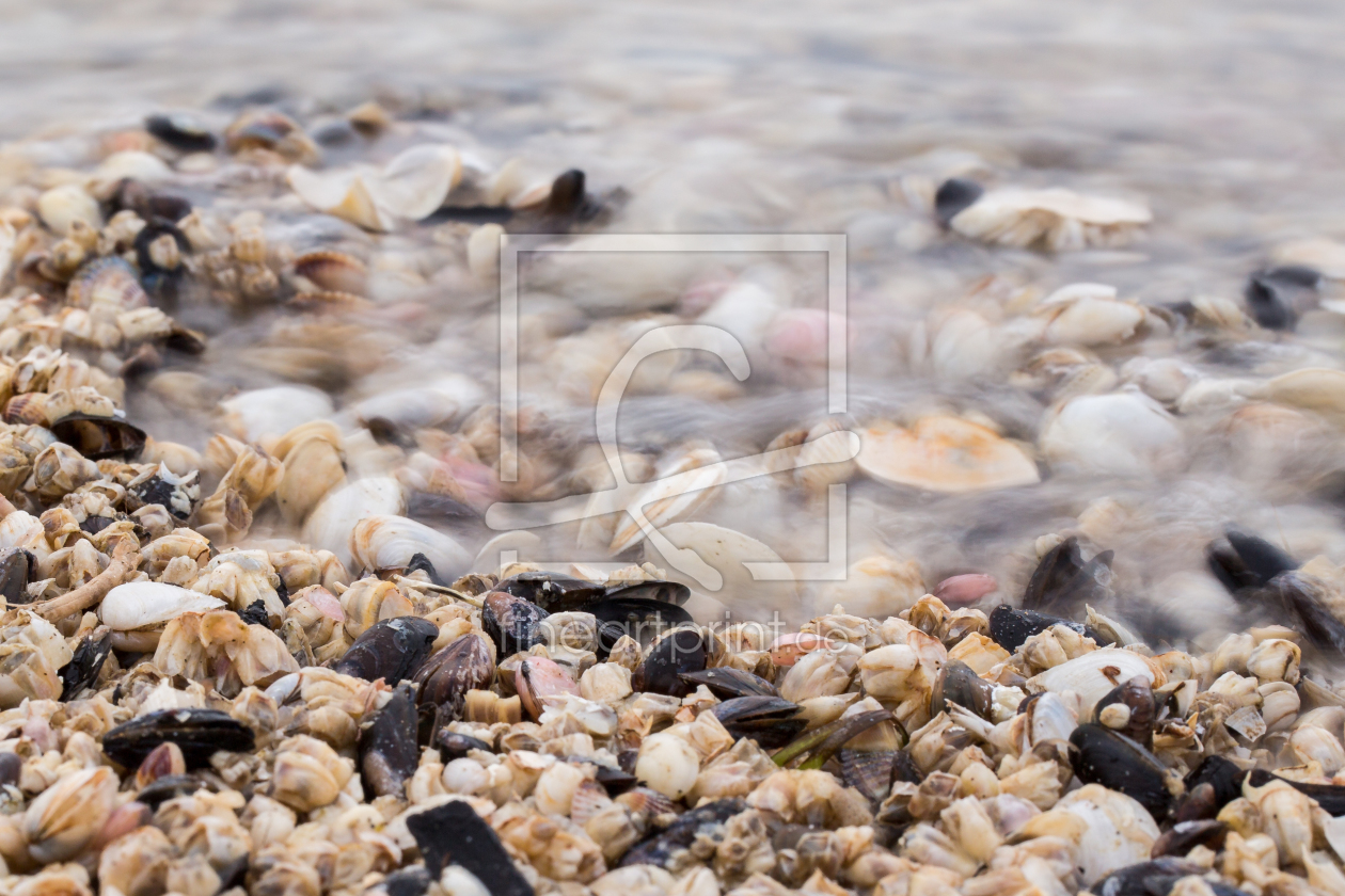 Bild-Nr.: 11297500 Muscheln am Strand auf Usedom erstellt von Schildchen