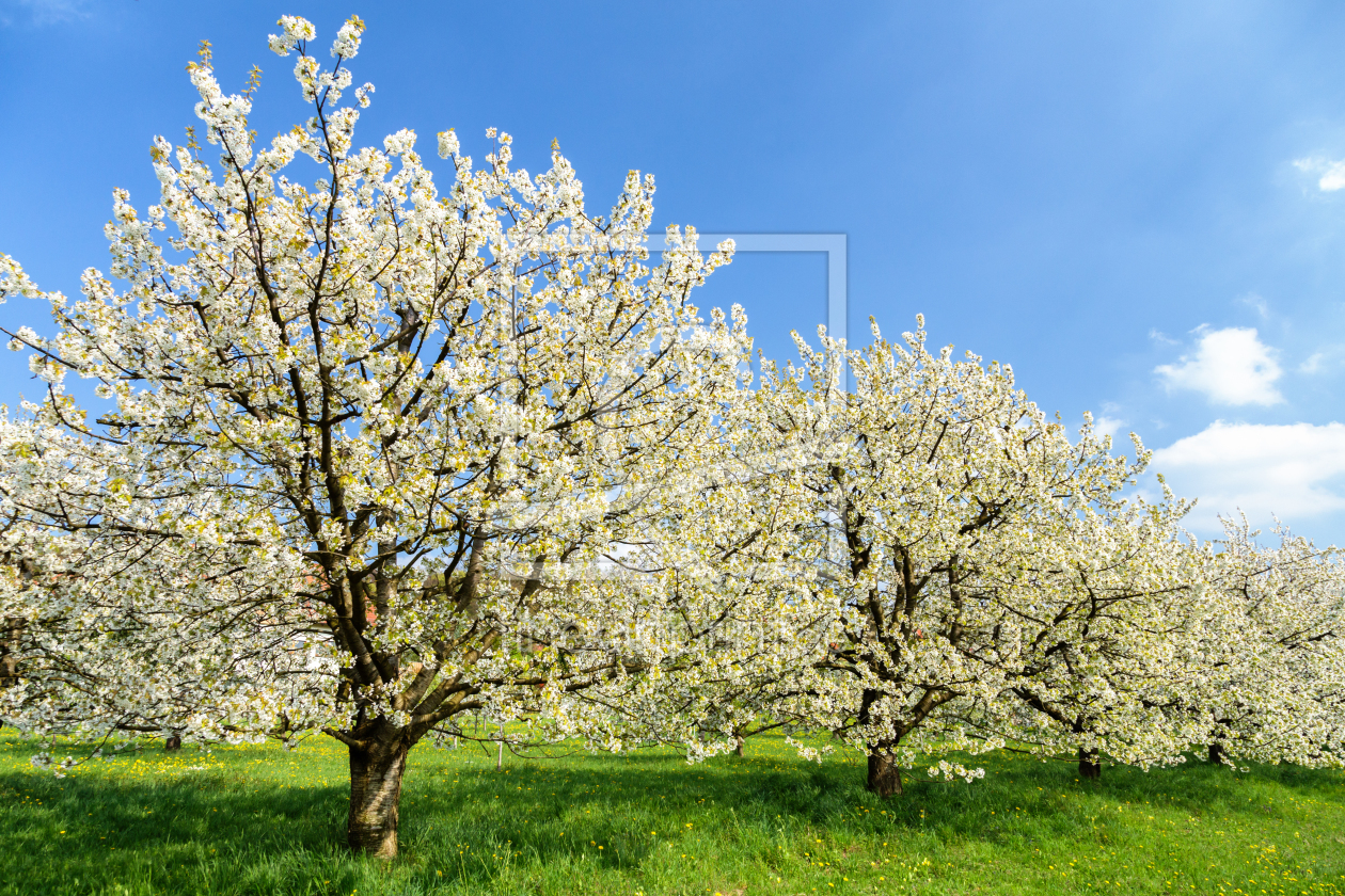 Bild-Nr.: 11297964 Kirschblüte erstellt von TomKli