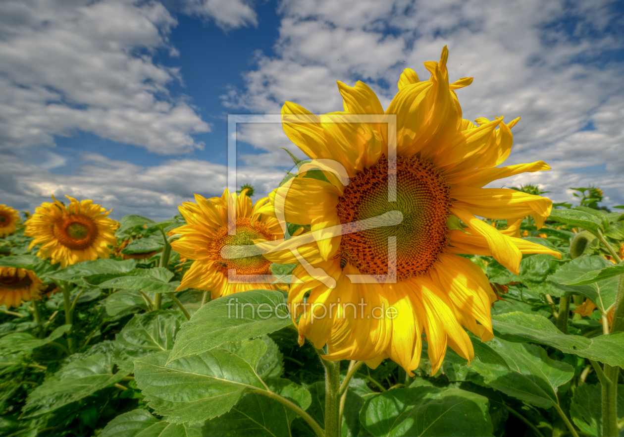 Bild-Nr.: 11298470 Sonnenblumen erstellt von Steffen Gierok