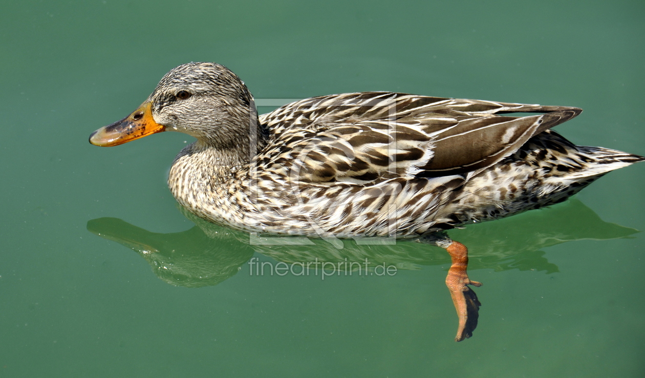 Bild-Nr.: 11299408 Stockente erstellt von GUGIGEI