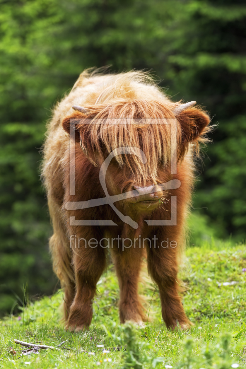 Bild-Nr.: 11299452 Bad Hair Day erstellt von Thomas Herzog